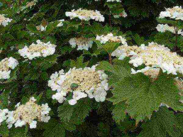 the best varieties of viburnum