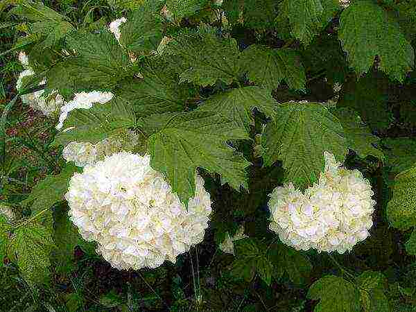 the best varieties of viburnum