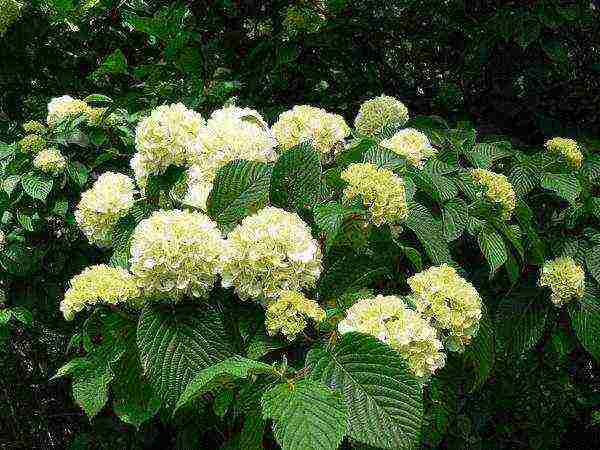 the best varieties of viburnum