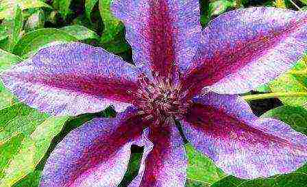 the best varieties of clematis