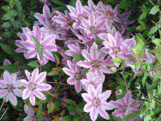 the best varieties of clematis