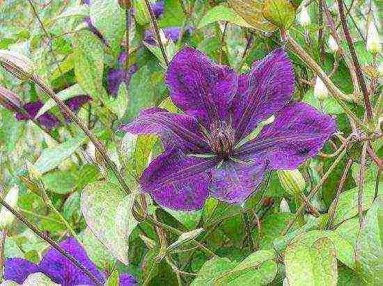 the best varieties of clematis