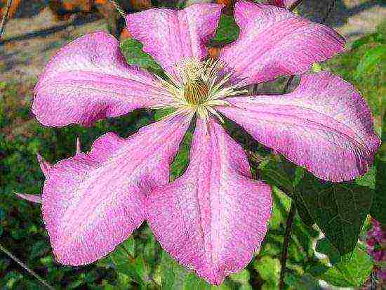 the best varieties of clematis