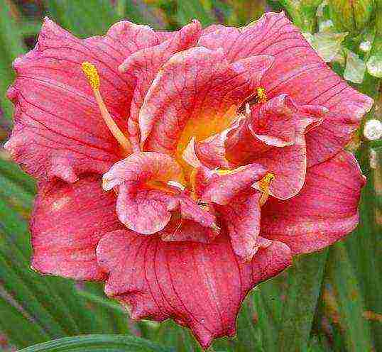 the best varieties of daylilies