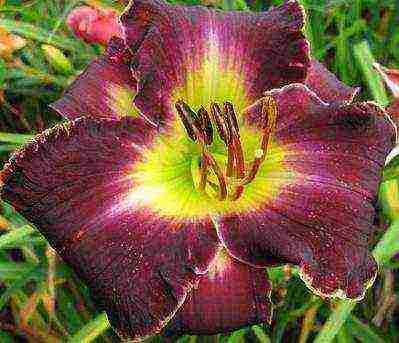 the best varieties of daylilies