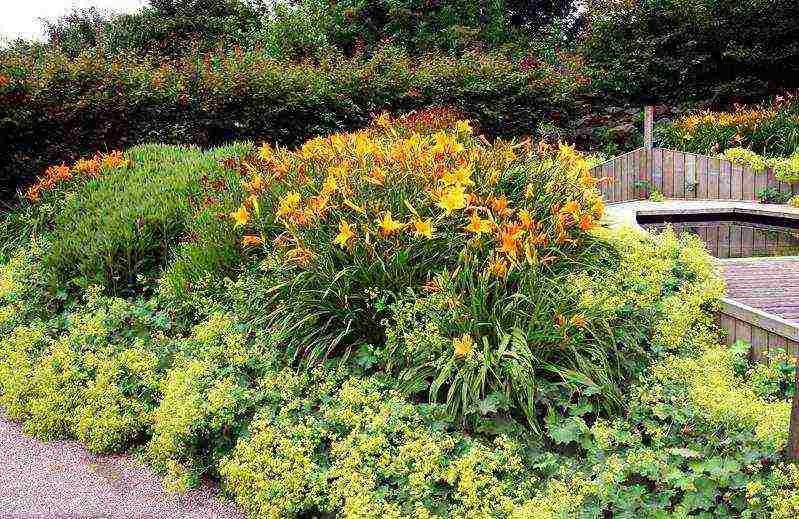 the best varieties of daylilies