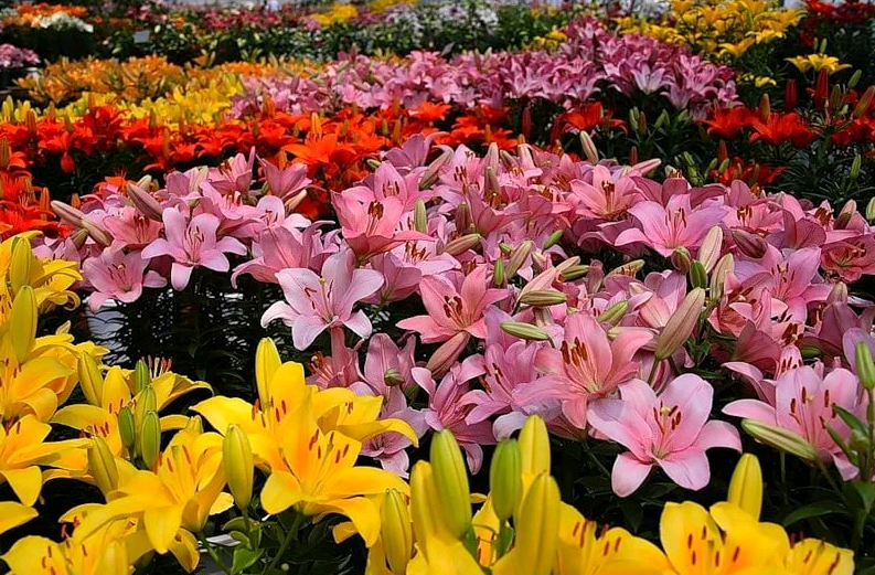 the best varieties of lilies