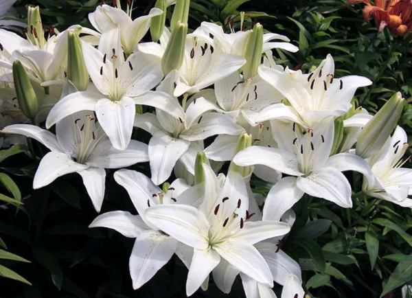 the best varieties of lilies