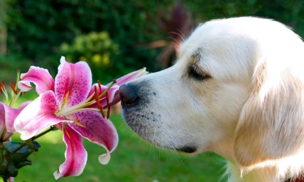 the best varieties of lilies