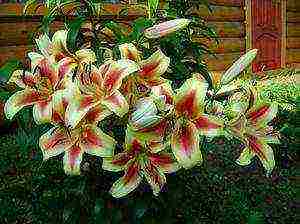 the best varieties of lilies