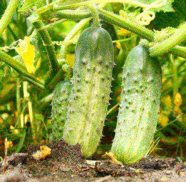 ang pinakamahusay na pagkakaiba-iba ng pipino