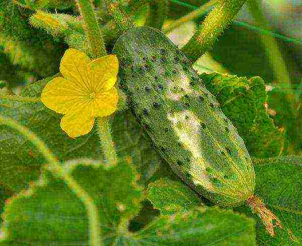 the best varieties of cucumber