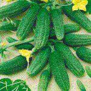 the best varieties of cucumber