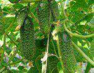 the best varieties of cucumber