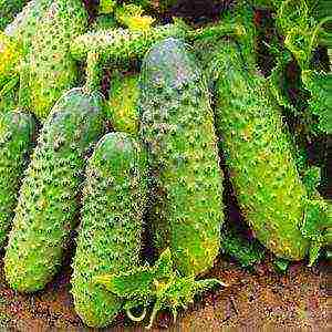 the best varieties of cucumber