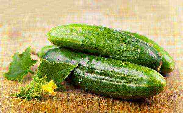 the best varieties of cucumber