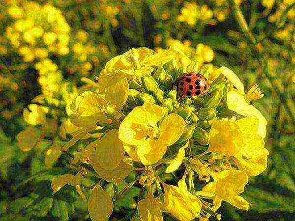 ang pinakamahusay na mga rapeseed variety