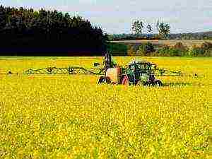 the best rapeseed varieties