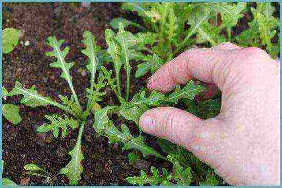 ang pinakamahusay na pagkakaiba-iba ng arugula