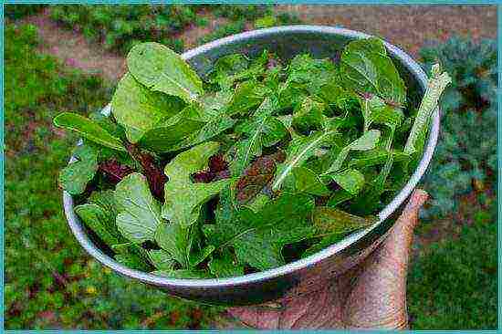 พันธุ์ arugula ที่ดีที่สุด