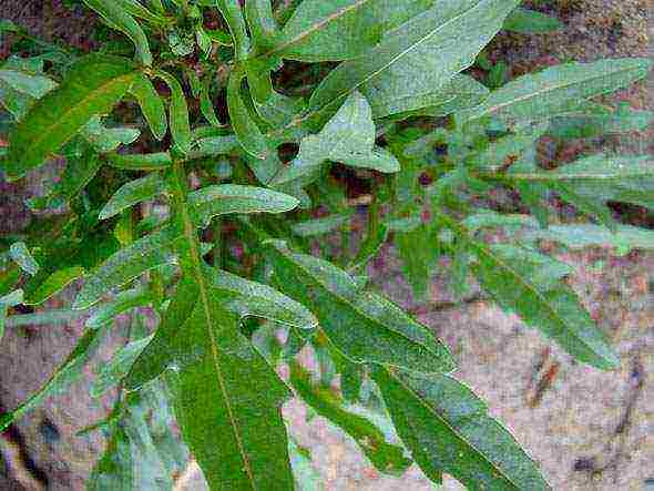 พันธุ์ arugula ที่ดีที่สุด