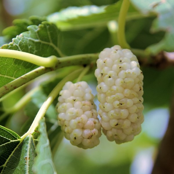 the best varieties of mulberry