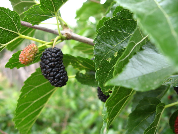 the best varieties of mulberry