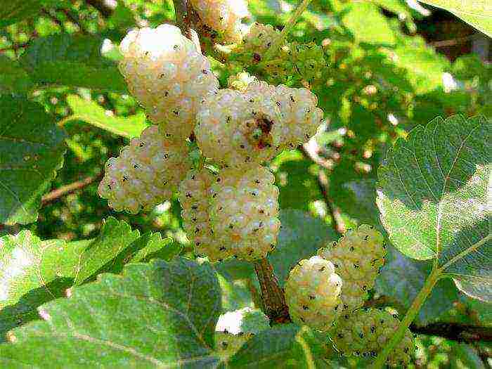the best varieties of mulberry