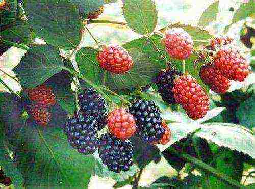 the best varieties of mulberry