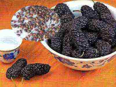 the best varieties of mulberry