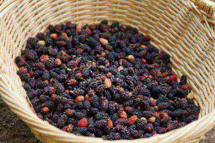 the best varieties of mulberry