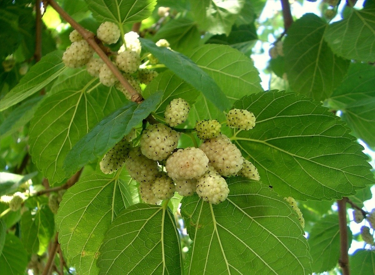 the best varieties of mulberry