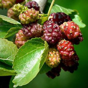 the best varieties of mulberry