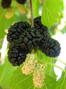 the best varieties of mulberry