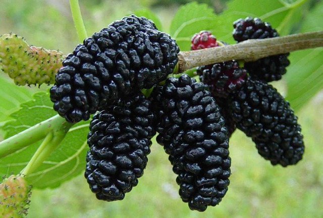 the best varieties of mulberry