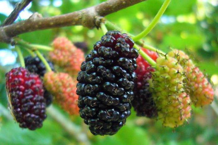 the best varieties of mulberry