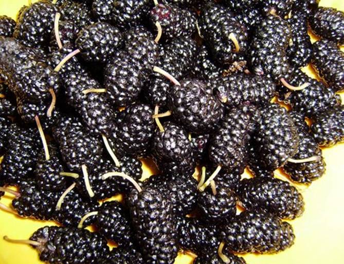 the best varieties of mulberry