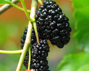 the best varieties of mulberry