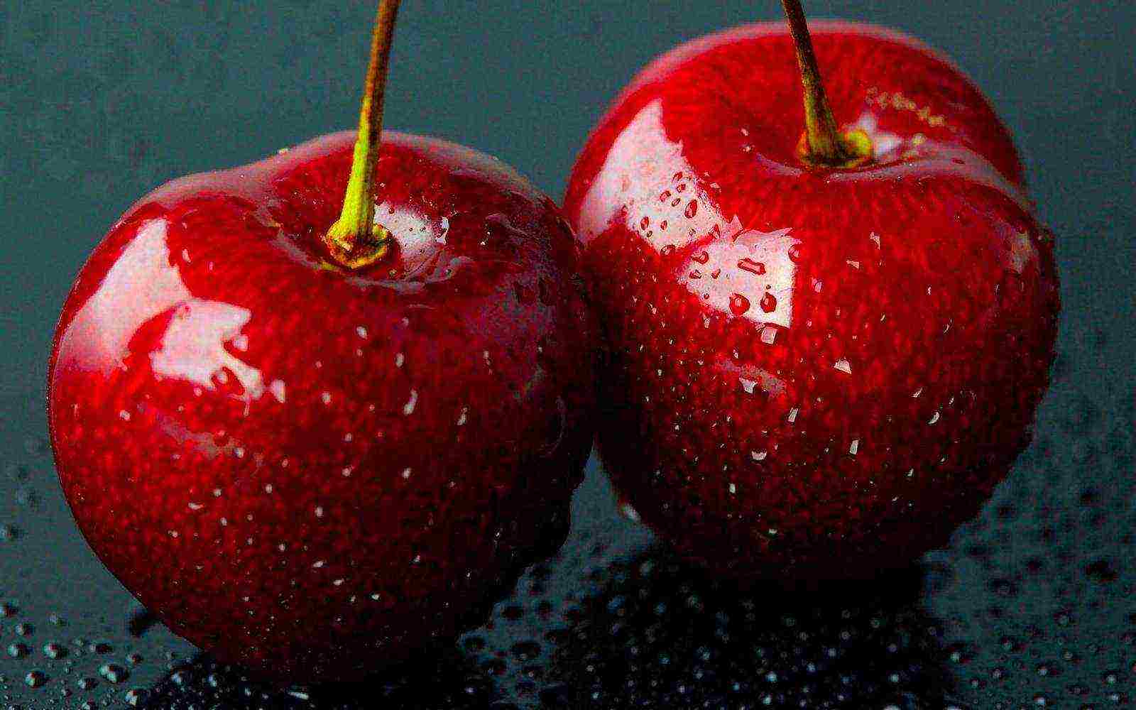 the best varieties of cherries