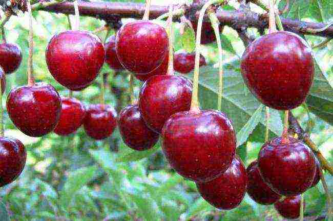 the best varieties of cherries