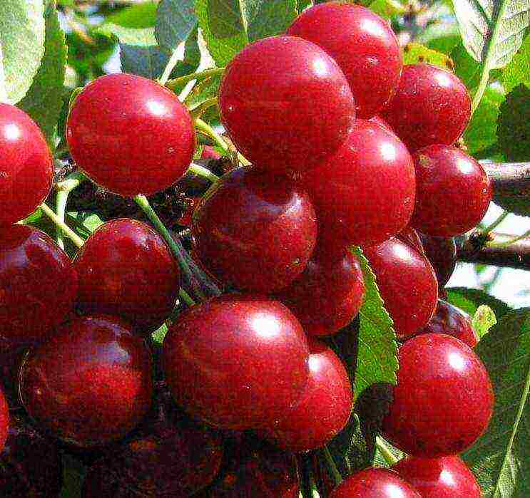 the best varieties of cherries