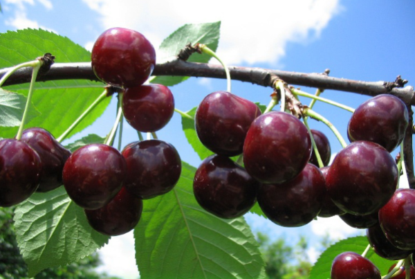 the best varieties of cherries