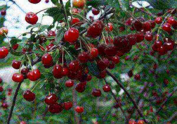 the best varieties of cherries