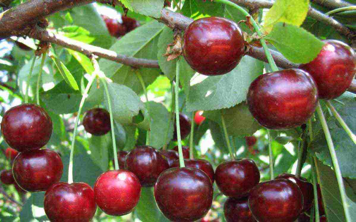 the best varieties of cherries