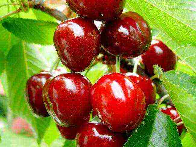 the best varieties of cherries