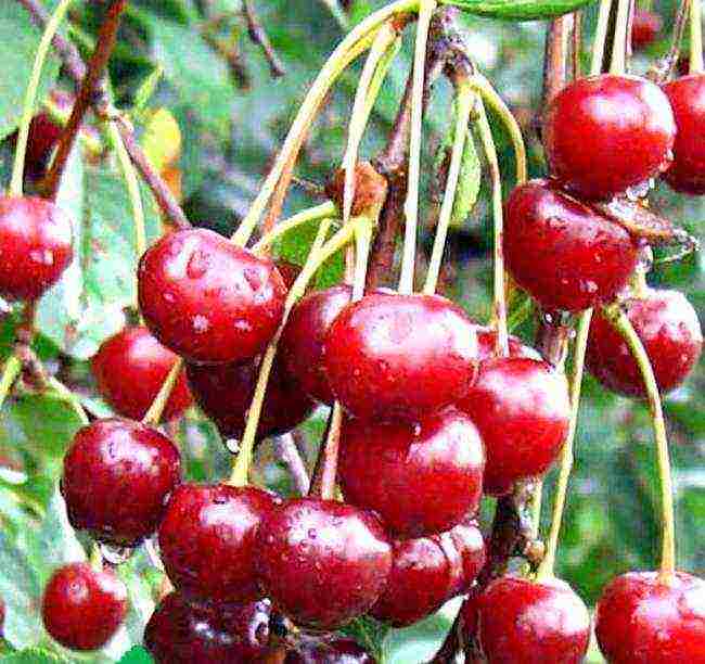 the best varieties of cherries