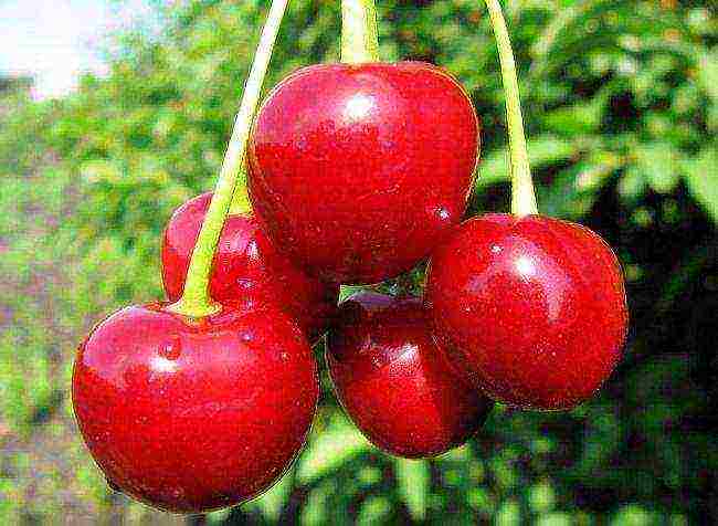 the best varieties of cherries