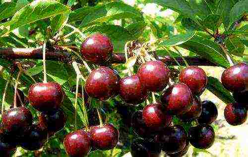 the best varieties of cherries