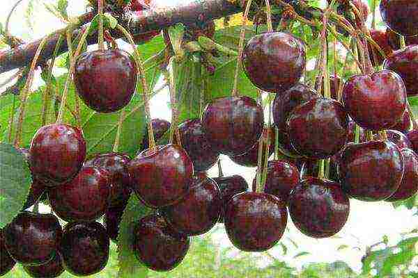 the best varieties of cherries