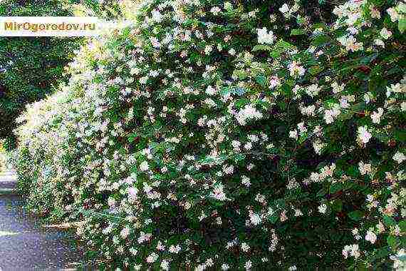 the best varieties of jasmine